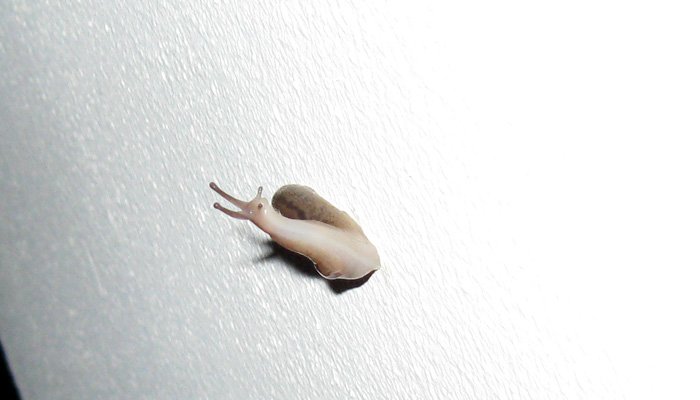 Lehmannia sp?